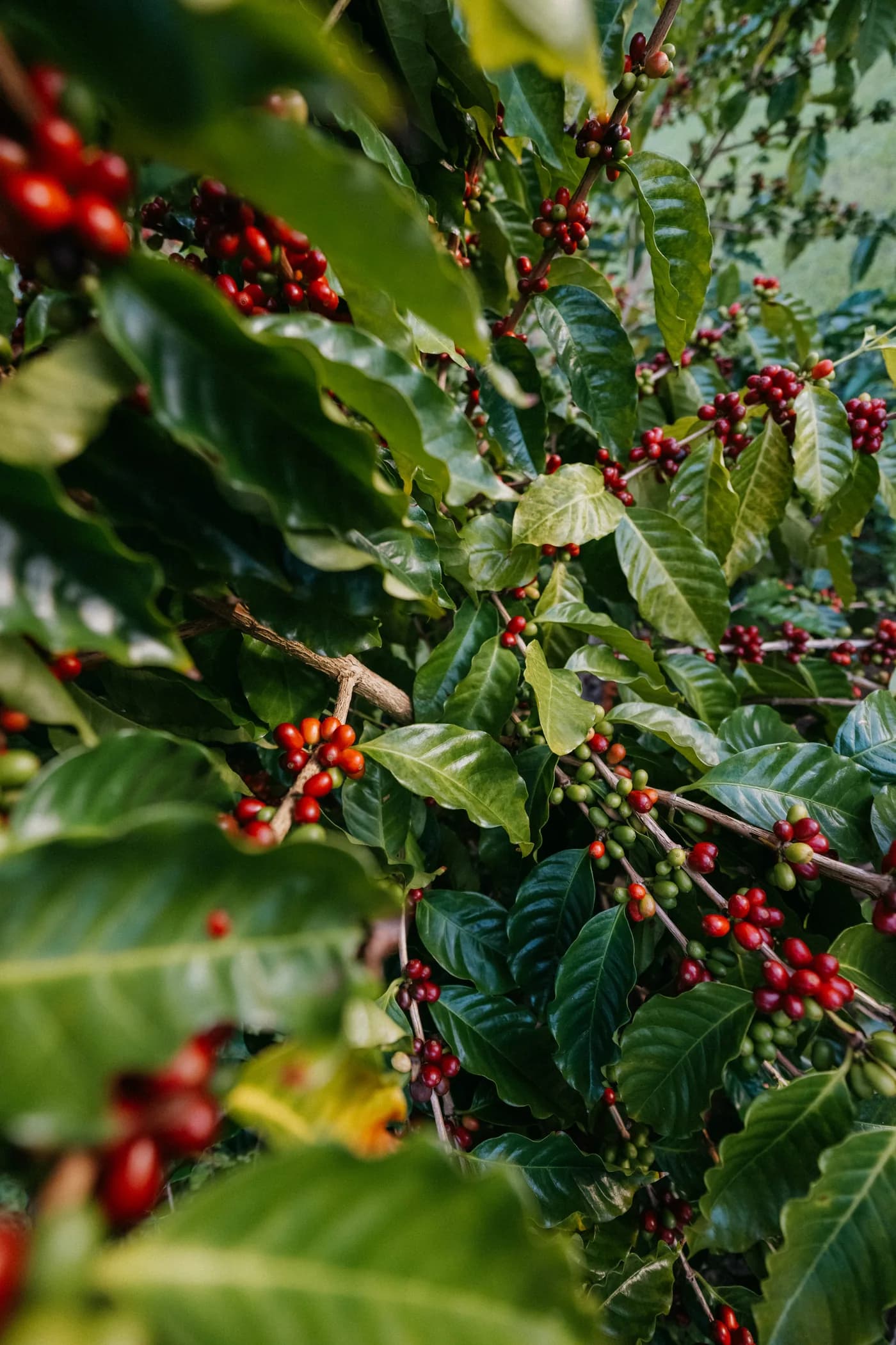 Ripening red and green coffee cherries on the 1600 Coffee Company estate