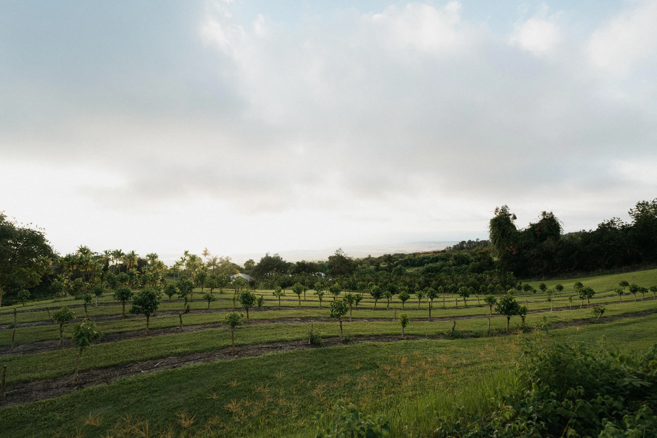 Coffee rows descending across the 1600 Coffee Company farm toward the Pacific