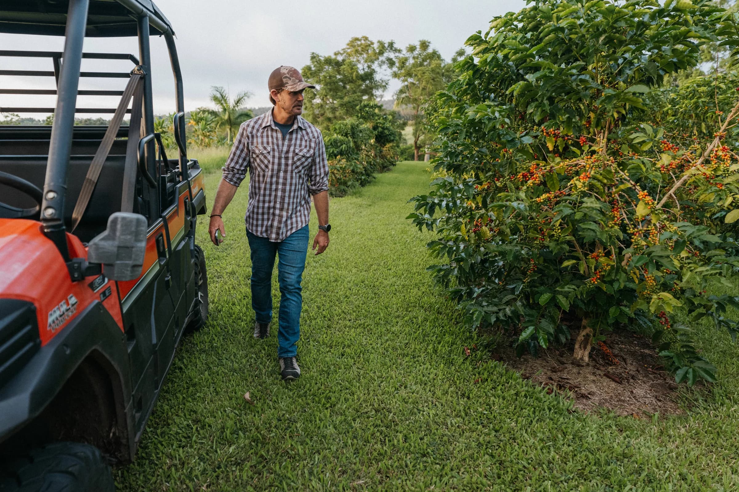 Tyler Dickinson walking alongside fruiting coffee trees on the farm
