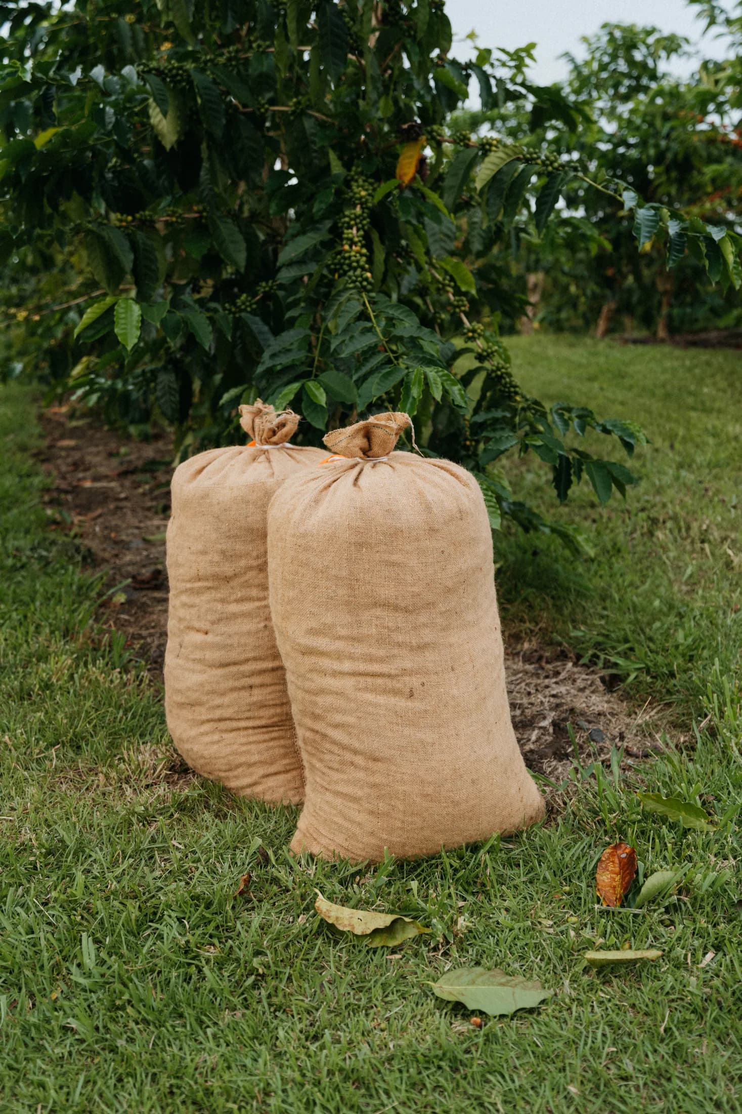 Burlap harvest bags beside coffee trees on the Kona farm
