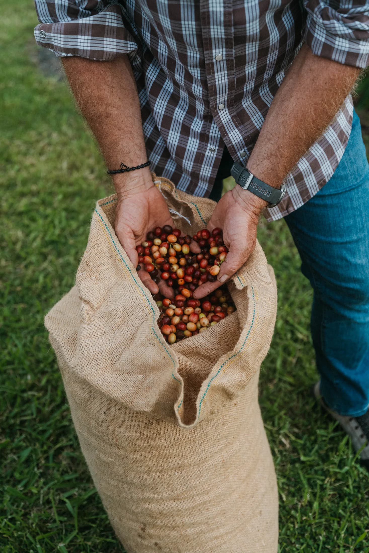 Freshly picked coffee cherries being gathered into a harvest sack