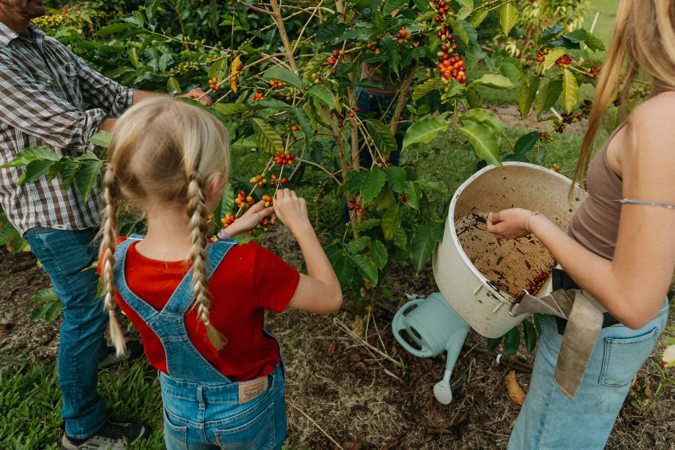 Dickinson family members hand-picking ripe coffee cherries on the farm