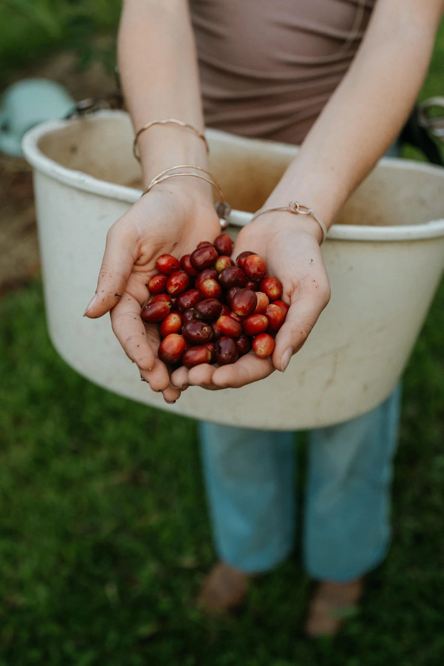 Freshly picked coffee cherries held in hands above a harvest bucket