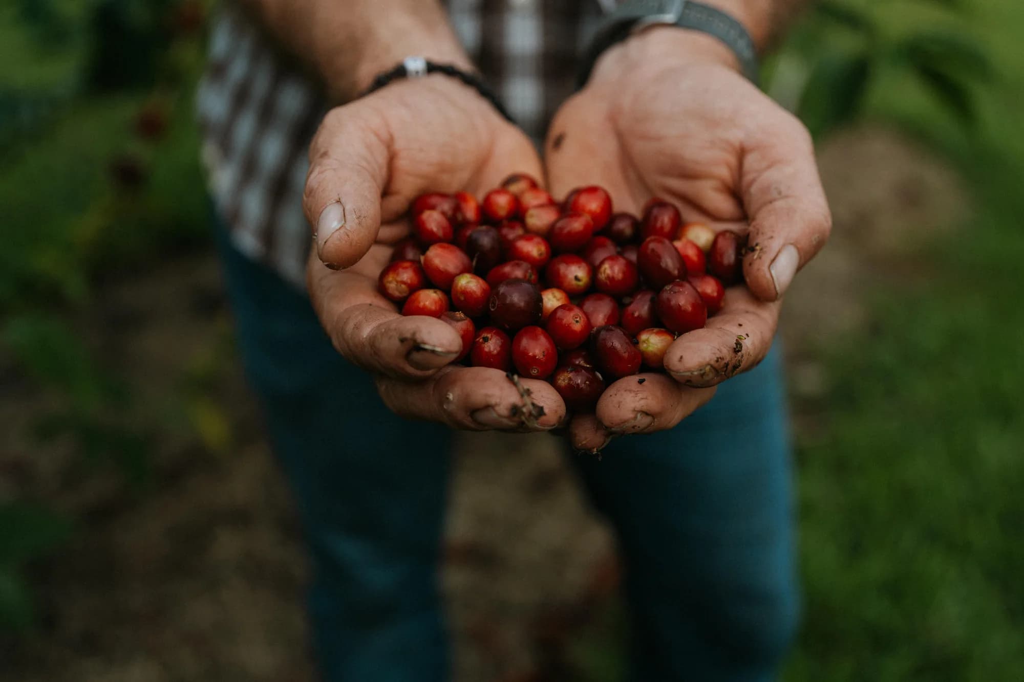 Tyler Dickinson holding ripe coffee cherries in his hands